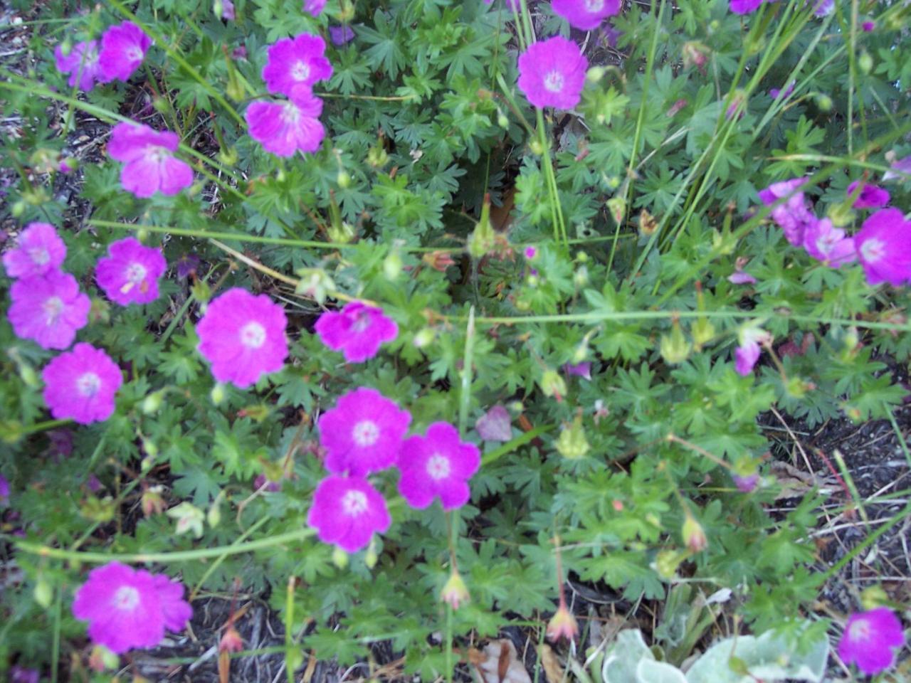 Stoddard Hummingbird Hill B&B 외부 사진