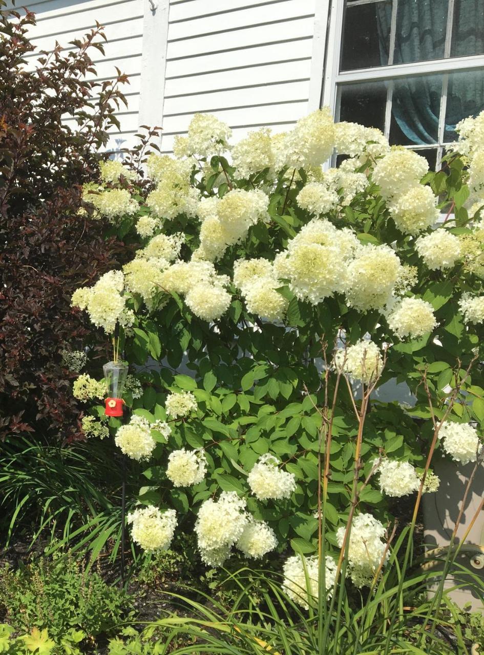Stoddard Hummingbird Hill B&B 외부 사진